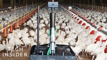 Xem robot chăn đàn gà tây nghìn con, dùng 'mắt thần' phát hiện gà cúm