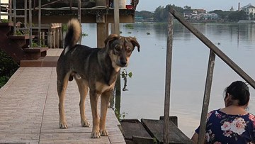 Chú chó ngày ngày ra bến đò chờ chủ vì bị lạc sau khi rơi xuống sông