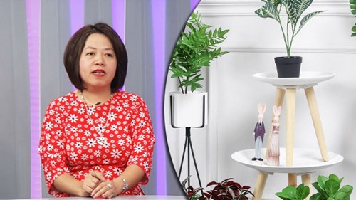 Những điều cấm kị khi đưa cây xanh vào không gian sống