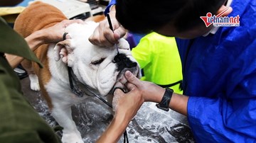 Cún cưng thi tài giành danh hiệu 'Chó đẹp quốc tế' ở Hà Nội