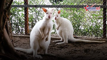 Chiêm ngưỡng chuột túi wallaby lần đầu tiên xuất hiện ở Hà Nội