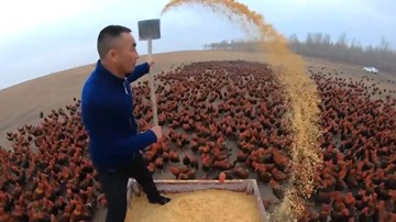 Anh nông dân gây sốt mạng xã hội khi cho gà tập bay, chạy bộ 10km mỗi ngày