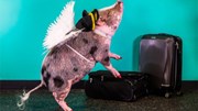 Đào tạo lợn làm 'bác sĩ' chữa bệnh cho hành khách ở sân bay