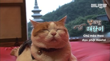 Chú mèo kỳ lạ thích ngồi thiền nghe tụng kinh, ăn chay và không sát sinh