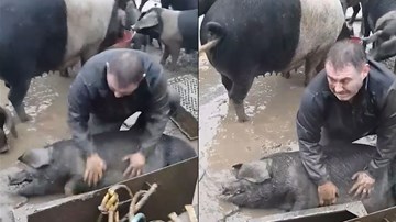 Anh nông dân vừa khóc vừa cố cứu lợn con bị đuối nước gây sốt cư dân mạng