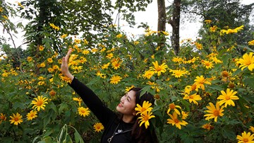 Vườn quốc gia Ba Vì chật cứng khách du lịch mùa hoa dã quỳ