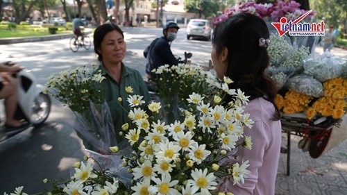 Cúc họa mi rớt giá thảm, người mua vẫn phải trả giá 'trên trời'