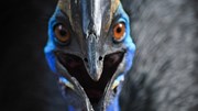 Loài chim khổng lồ cực nguy hiểm được ví là khủng long thời hiện đại