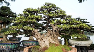 Ngắm tuyệt phẩm cây mai chiếu thủy trăm tuổi giá 800 triệu đồng