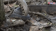 Hổ mang tung nhát cắn chí mạng khiến rắn đuôi chuông chết trong đau đớn
