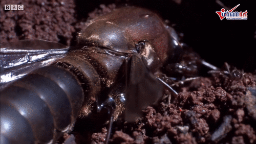 Kiến cánh đực giao phối 1 lần trong đời rồi chết