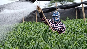 Dân Tây Tựu tất bật làm nhà bạt, thắp đèn cho hoa ly kịp vụ Tết