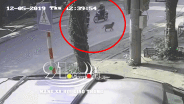 Xe máy tránh chó sang đường lao thẳng vào ô tô chạy ngược chiều