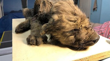 Cận cảnh chó con bị đóng băng 18.000 năm ở vùng đất lạnh giá nhất thế giới