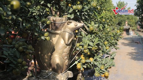 'Chuột vàng cõng quất' giá bạc triệu đắt hàng, không đủ bán Tết