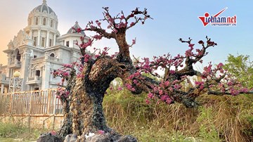 Cây đào bằng đá quý nặng hơn 2 tấn được rao giá nửa tỉ đồng ở Hà Nội