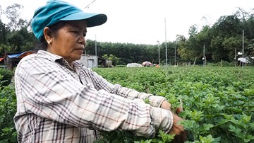 Nông dân Đà Nẵng thấp thỏm trồng hoa Tết