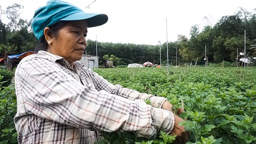 Nông dân Đà Nẵng thấp thỏm trồng hoa Tết