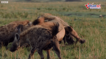 Bị hơn 20 con linh cẩu cắn xé, 'vua sử tử' may mắn thoát chết