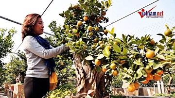 Quất ghép gỗ lũa lạ mắt, giá đến 50 triệu đồng/ chậu bung hàng chơi Tết