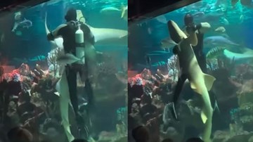 Thợ lặn khiêu vũ cùng cá mập