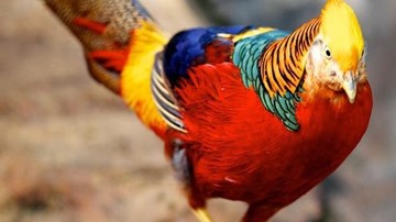 Giới nhà giàu săn lùng chim trĩ 7 màu giá 10 triệu/cặp chơi Tết