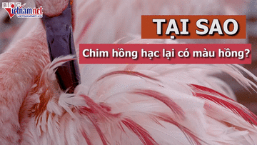 Vì sao chim hồng hạc có bộ da và lông màu hồng?