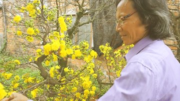 Nhà vườn Đà Nẵng khốn đốn mất mùa vì mai đua nhau nở sớm