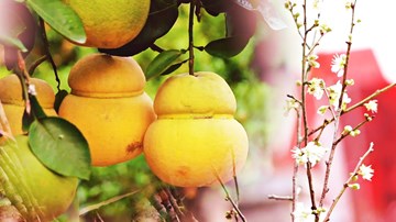 Săn hoa mơ rừng, bưởi bonsai hồ lô tiền triệu chơi Tết Canh Tý