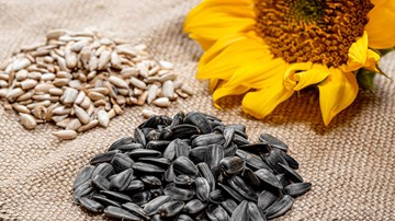 Hạt hướng dương có lợi hay gây hại cho sức khỏe?