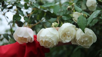 'Săn' hồng cổ 60 năm tuổi, giá 250 triệu chơi Tết Canh Tý