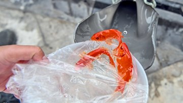 Xếp hàng cho cá chép đi 'cầu trượt' tiễn ông Công ông Táo về trời