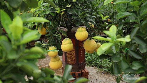 Vườn bưởi 'hồ lô' bên sông Hồng, Tết đến vợ chồng bận bịu thu tiền triệu