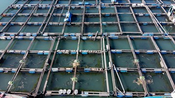 Những nhà bè nuôi cá tiền tỷ tất bật thu hoạch dịp Tết