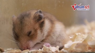 Tết Canh Tý, giới trẻ đua nhau săn chuột làm thú cưng