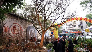Cây hoàng mai trơ trụi không lá không hoa, trả hơn 3 tỷ vẫn không mua nổi