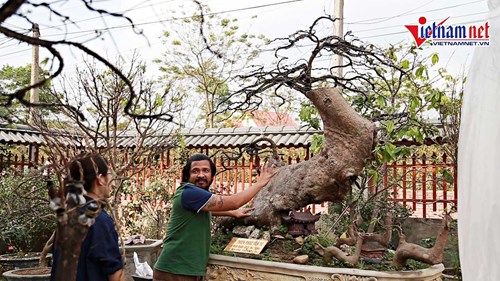 Bí mật về cây mai vàng Yên Tử được định giá triệu đô