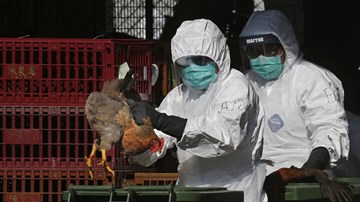 Cúm gia cầm H5N1 bùng phát gần tâm điểm của virus corona tại Trung Quốc