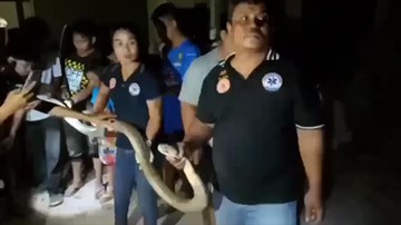 Bị đói, rắn hổ mang dài 4m bò vão bãi đậu xe trốn dưới gầm ô tô