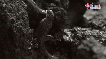 Cuộc chiến khốc liệt giữa con mồi và kẻ đi săn