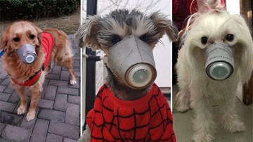 Chiến dịch giải cứu 30.000 thú cưng bị bỏ lại do đại dịch Covid-19 ở Vũ Hán