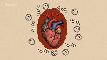Sẽ ra sao nếu virus xâm nhập được vào tim?