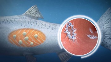 Phát hiện sinh vật biển lạ như ngoài hành tinh, không cần thở vẫn sống