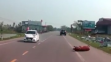Bất ngờ băng qua đường, bò bị ô tô hất tung lên không trung