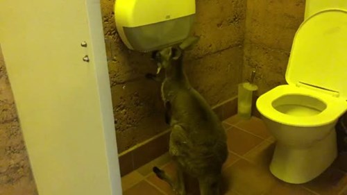 Thời Covid-19, chuột túi cũng 'chôm' giấy vệ sinh