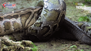 Trăn khổng lồ nuốt chửng cá sấu chỉ trong chốc lát