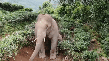 Voi hoang vào làng uống trộm rượu ngô rồi say xỉn nằm lăn giữa cánh đồng