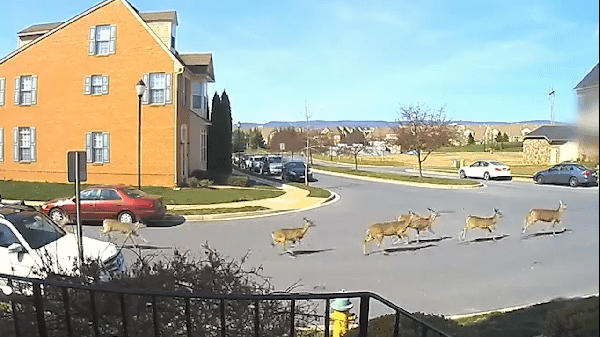 Đường phố vắng người, đàn hươu hoang dã tung tăng chạy trong khu dân cư