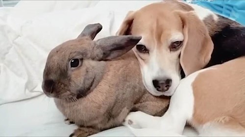 Cặp bạn thân chó và thỏ siêu tình cảm gây sốt mạng xã hội