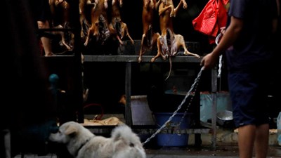 Vì Covid-19, Trung Quốc tiến đến cấm ăn, buôn bán, tiêu thụ thịt chó